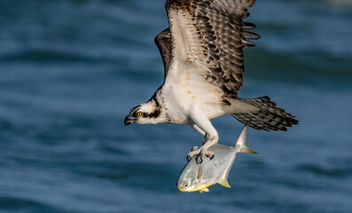 Wall Mural - An osprey fishing in Florida 