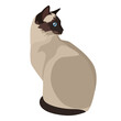 Siamese cat Flat vector illustration Isolated object