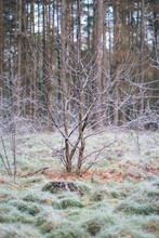 Frosty Morning In The Dutch Forest, Kaapse Bossen Doorn.
