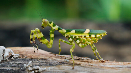 Wall Mural - a praying mantis. teopropus cattulus