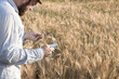 © metelevan - bearded man examines whether the wheat is ripe or not