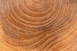 Age rings on tree stump, macro shot. Wooden background.
