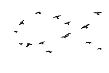 Wall Mural - Flocks of flying pigeons isolated on white background. Clipping path.