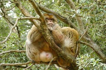 Close-up of two Barbary macaques (Macaca sylvanus) sitting on a tree in the Cedar Forest (Cedre Gouraud Forest) near Ifrane and Azrou in Morocco, Africa