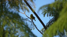A Single Yellow Finch Rest On A Jacaranda Tree. Beautiful Bird. 