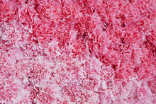 Pink Flower Background, Two Tones Of Pink Carnation Flowers Texture Nature Backdrop For Valentine’s Day And Wedding Ceremony. Pink Carnations Symbolize Gratitude.