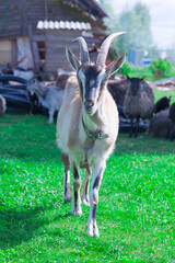 goat with horns grazes on the grass on the farm