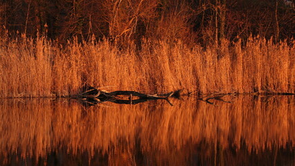 Wall Mural - Sunset at a lake