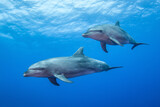 Free dolphins of Rangiroa