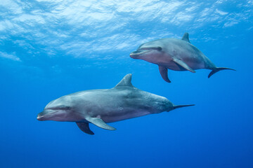 Wall Mural - Free dolphins of Rangiroa