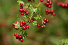Wild Hawthorn Berries On A Branch