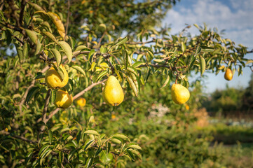 Wall Mural -  Rural autumn landscape. Pear garden and sunny evening