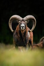 European Mouflon (Ovis Aries Musimon), With Beautiful Green Coloured Background. Amazing Mammal With Brown Hair Near The Forest. Wildlife Scene From Nature, Czech Republic