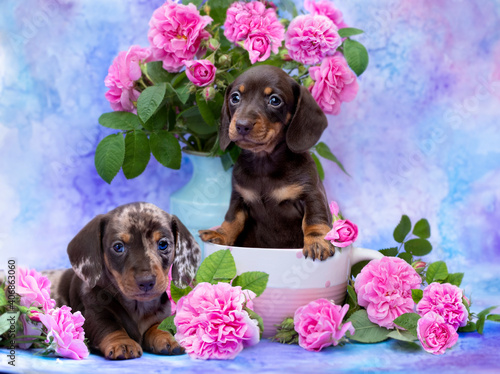 tvo puppy, dachshund puppy brown tan color and merle dog © liliya kulianionak