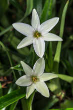 Flowers Of The False Dracaena (Talbotia Elegans) Plant