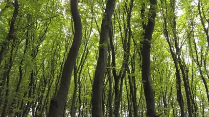 Wall Mural - Dense green summer forest with many tall trees and morning sun light.