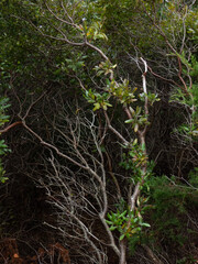 Growing Shrubbery II