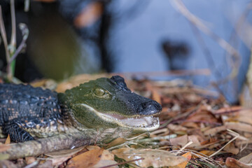 Young Alligator 