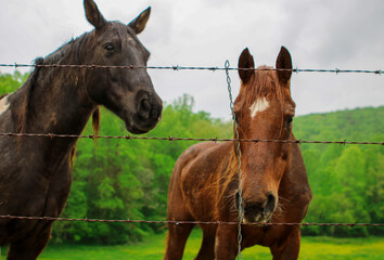 Two Horses in a country field 