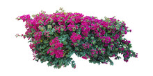Large Bush Flower Spreading Shrub Of Purple, Pink, Yellow, Red, Bougainvillea Tropical Flower Climber Vine Landscape Plant Isolated On White Background With Copy Space And Clipping Path.