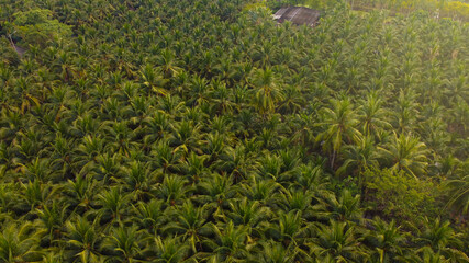 Coconut tree plantation pattern from aerial view nature background, Food industrial concept.