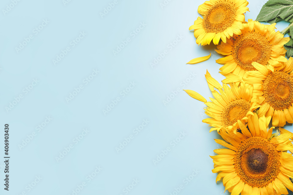 Beautiful sunflowers on color background
