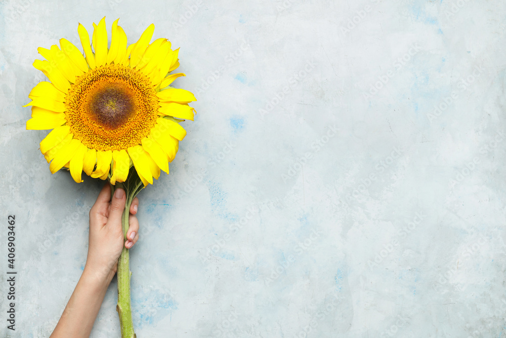 Female hand and beautiful sunflower on light background