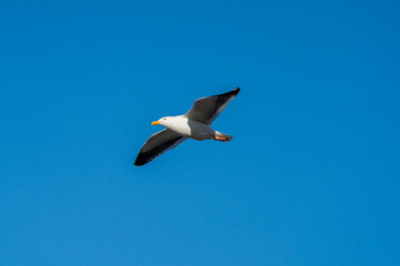 Flying Seagull