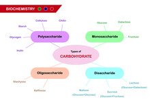 Biochemistry Diagram Present Types Of Carbohydrate