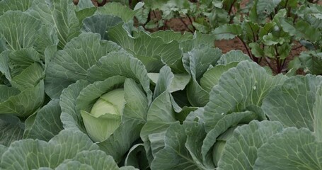 Wall Mural - Growing organic green cabbages on field