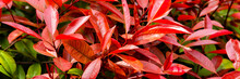 Leaves From A Photinia Or Red Robin Bush, Suitable For Background
