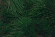 © aseiryk - Evergreen pine branches, green pine needles texture, natural background or backdrop.  Christmas, New Year, deforestation concept. Floral coniferous foliage pattern
