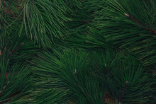 Evergreen Pine Branches, Green Pine Needles Texture, Natural Background Or Backdrop.  Christmas, New Year, Deforestation Concept. Floral Coniferous Foliage Pattern