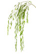 Beautiful willow tree branches with green leaves on white background