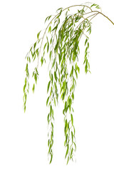 beautiful willow tree branches with green leaves on white background