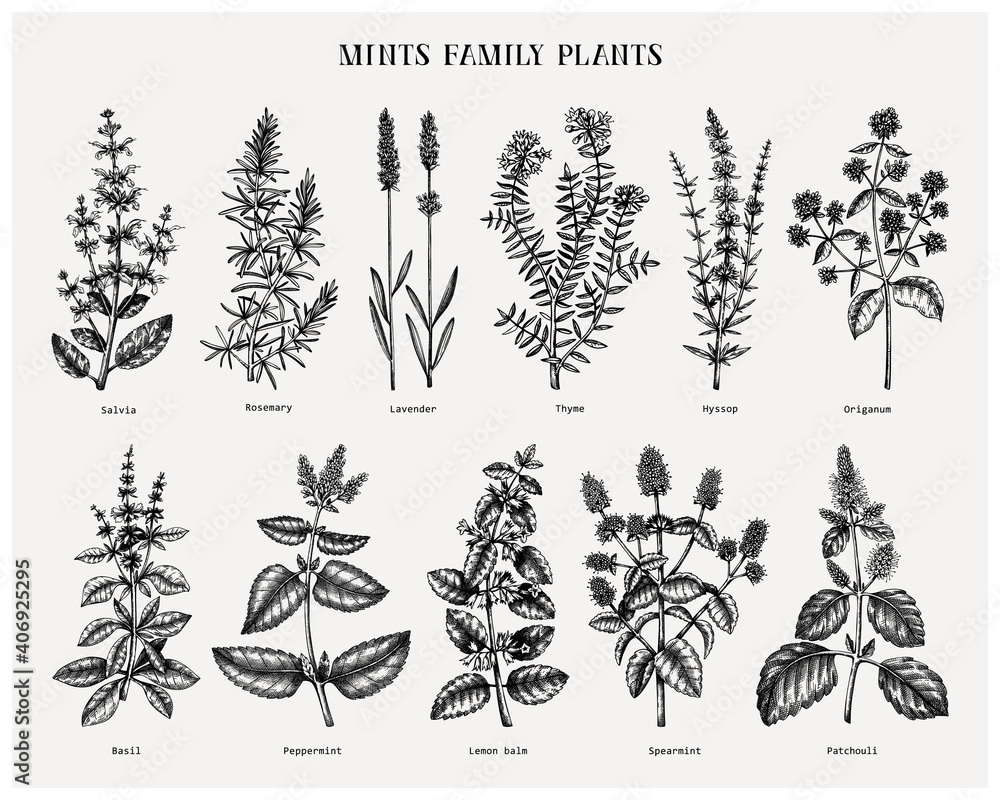 Mint family plants illustrations. Hand sketched aromatic and medicinal herbs set. Botanical design elements. herbal tea ingredients. Mints.  - obrazy, fototapety, plakaty 