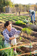 © JackF - Interested woman working on vegetable garden on spring day, harvesting scallions grown in her smallholding