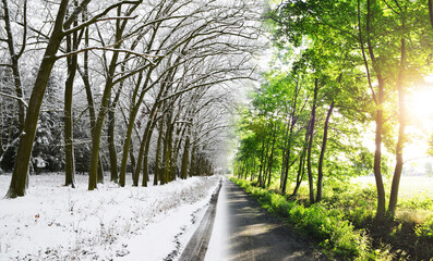 Wall Mural - winter and spring forest. concept of change season.