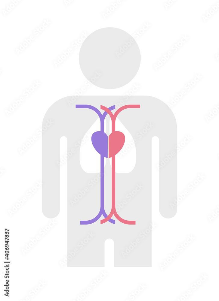 Simple arteries and veins structure vector illustration Stock Vector ...