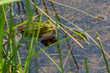 © MorePictures - Froschlurche am Badsee im Allgäu