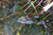 © MorePictures - Froschlurche am Badsee im Allgäu