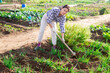 © JackF - Female farmer weeds with a hoe the garden bed