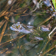 © MorePictures - Froschlurche am Badsee im Allgäu