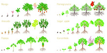 Set Of Growth Cycles Of Exotic Plants On A White Background.