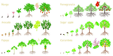 Set of growth cycles of exotic plants on a white background.