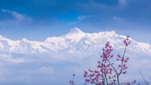 Himalayas And Cherry Tree