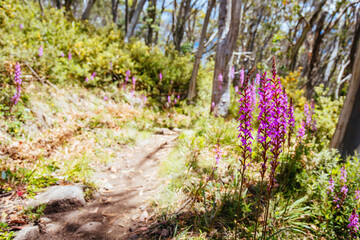 Wall Mural - Mount Buller Walking and Biking Trails in Summer