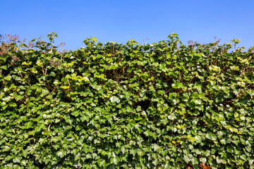 Wall Mural - Neatly cut green Ivy (hedera) hedge shrub background with a clear blue sky and copy space, stock photo image