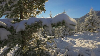 Fototapete - Magnificent winter landscape. Camera moves up the fir trees covered with fluffy snow. Sun coming out from behind the mountain breaks through the branches of the trees. Winter tale. Great place for
