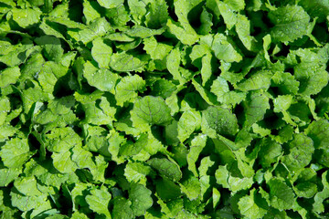 young salad in the garden. lettuce leaves mustard are grown in spring as vitamin greens. salad green